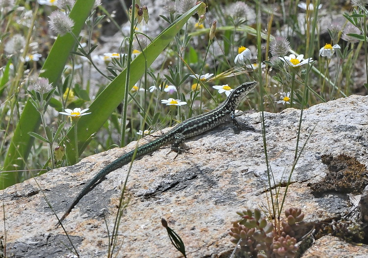 Podarcis tiliguerta - Lucertola tirrenica